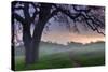 Pastel Morning-Vincent James-Stretched Canvas