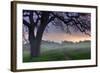 Pastel Morning-Vincent James-Framed Photographic Print