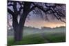 Pastel Morning-Vincent James-Mounted Photographic Print