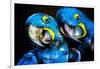 Pastel Painting of a Blue Parrots on a Cardboard. Modern Art-Ivailo Nikolov-Framed Art Print