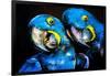 Pastel Painting of a Blue Parrots on a Cardboard. Modern Art-Ivailo Nikolov-Framed Art Print