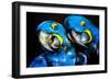 Pastel Painting of a Blue Parrots on a Cardboard. Modern Art-Ivailo Nikolov-Framed Art Print