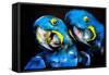 Pastel Painting of a Blue Parrots on a Cardboard. Modern Art-Ivailo Nikolov-Framed Stretched Canvas