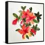 Pastel posy-Sarah Thompson-Engels-Framed Stretched Canvas