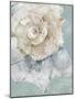 Pastel Shell I-Aimee Wilson-Mounted Art Print