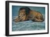 'Pastel Study of a Lion', c1900-John MacAllan Swan-Framed Giclee Print