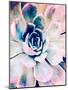 Pastel Succulent Beauty II-Irena Orlov-Mounted Photographic Print