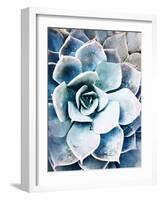 Pastel Succulent Beauty III-Irena Orlov-Framed Photographic Print