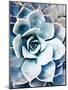 Pastel Succulent Beauty III-Irena Orlov-Mounted Photographic Print