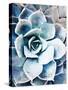 Pastel Succulent Beauty III-Irena Orlov-Stretched Canvas