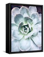 Pastel Succulent Beauty IV-Irena Orlov-Framed Stretched Canvas