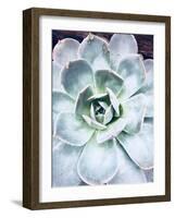 Pastel Succulent Beauty IV-Irena Orlov-Framed Photographic Print