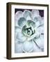 Pastel Succulent Beauty IV-Irena Orlov-Framed Photographic Print