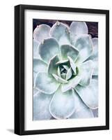 Pastel Succulent Beauty IV-Irena Orlov-Framed Photographic Print