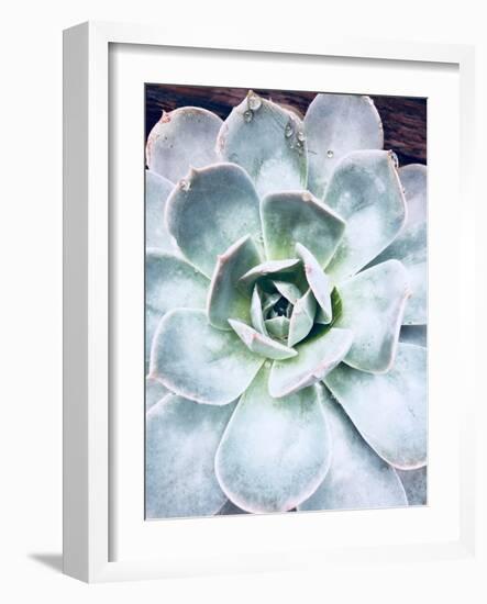 Pastel Succulent Beauty IV-Irena Orlov-Framed Photographic Print