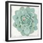 Pastel Succulent I-Aimee Wilson-Framed Art Print