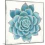 Pastel Succulent II-Aimee Wilson-Mounted Art Print