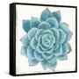 Pastel Succulent II-Aimee Wilson-Framed Stretched Canvas