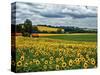 Pastoral Countryside IV-Colby Chester-Stretched Canvas