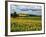 Pastoral Countryside IV-Colby Chester-Framed Photographic Print