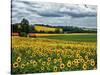 Pastoral Countryside IV-Colby Chester-Stretched Canvas