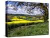 Pastoral Countryside XIV-Colby Chester-Stretched Canvas