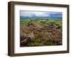 Pastoral Fields from Above Coumshingaun Lake, Comeragh Mountains, County Waterford, Ireland-null-Framed Photographic Print