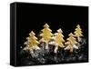 Pastry Christmas Trees with Pearl Sugar-null-Framed Stretched Canvas