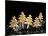 Pastry Christmas Trees with Pearl Sugar-null-Mounted Photographic Print