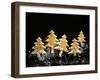 Pastry Christmas Trees with Pearl Sugar-null-Framed Photographic Print