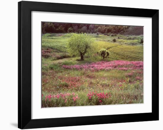 Pastura Rosa-Nick Zungoli-Framed Art Print