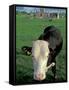 Pasture and Cow, Hore Abbey, County Tipperary, Ireland-Brent Bergherm-Framed Stretched Canvas