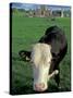 Pasture and Cow, Hore Abbey, County Tipperary, Ireland-Brent Bergherm-Stretched Canvas