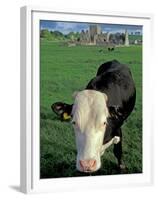 Pasture and Cow, Hore Abbey, County Tipperary, Ireland-Brent Bergherm-Framed Premium Photographic Print