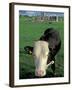 Pasture and Cow, Hore Abbey, County Tipperary, Ireland-Brent Bergherm-Framed Premium Photographic Print