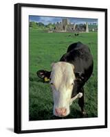 Pasture and Cow, Hore Abbey, County Tipperary, Ireland-Brent Bergherm-Framed Premium Photographic Print