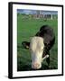 Pasture and Cow, Hore Abbey, County Tipperary, Ireland-Brent Bergherm-Framed Premium Photographic Print