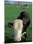 Pasture and Cow, Hore Abbey, County Tipperary, Ireland-Brent Bergherm-Mounted Premium Photographic Print