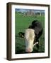 Pasture and Cow, Hore Abbey, County Tipperary, Ireland-Brent Bergherm-Framed Photographic Print