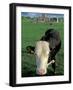 Pasture and Cow, Hore Abbey, County Tipperary, Ireland-Brent Bergherm-Framed Photographic Print
