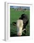 Pasture and Cow, Hore Abbey, County Tipperary, Ireland-Brent Bergherm-Framed Photographic Print