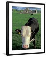 Pasture and Cow, Hore Abbey, County Tipperary, Ireland-Brent Bergherm-Framed Photographic Print