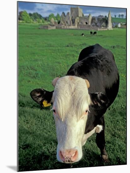 Pasture and Cow, Hore Abbey, County Tipperary, Ireland-Brent Bergherm-Mounted Photographic Print