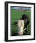 Pasture and Cow, Hore Abbey, County Tipperary, Ireland-Brent Bergherm-Framed Photographic Print