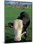Pasture and Cow, Hore Abbey, County Tipperary, Ireland-Brent Bergherm-Mounted Photographic Print