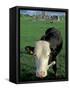 Pasture and Cow, Hore Abbey, County Tipperary, Ireland-Brent Bergherm-Framed Stretched Canvas