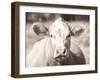 Pasture Cow Neutral-Debra Van Swearingen-Framed Photographic Print