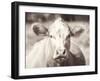 Pasture Cow Neutral-Debra Van Swearingen-Framed Photographic Print