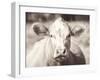 Pasture Cow Neutral-Debra Van Swearingen-Framed Photographic Print