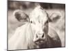 Pasture Cow Neutral-Debra Van Swearingen-Mounted Photographic Print